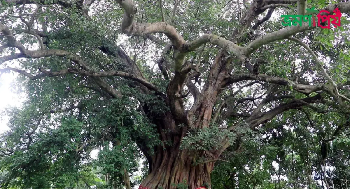 অচিন গাছ কুড়িগ্রাম কিভাবে যাবেন আসা-যাওয়ার সকল খরচ