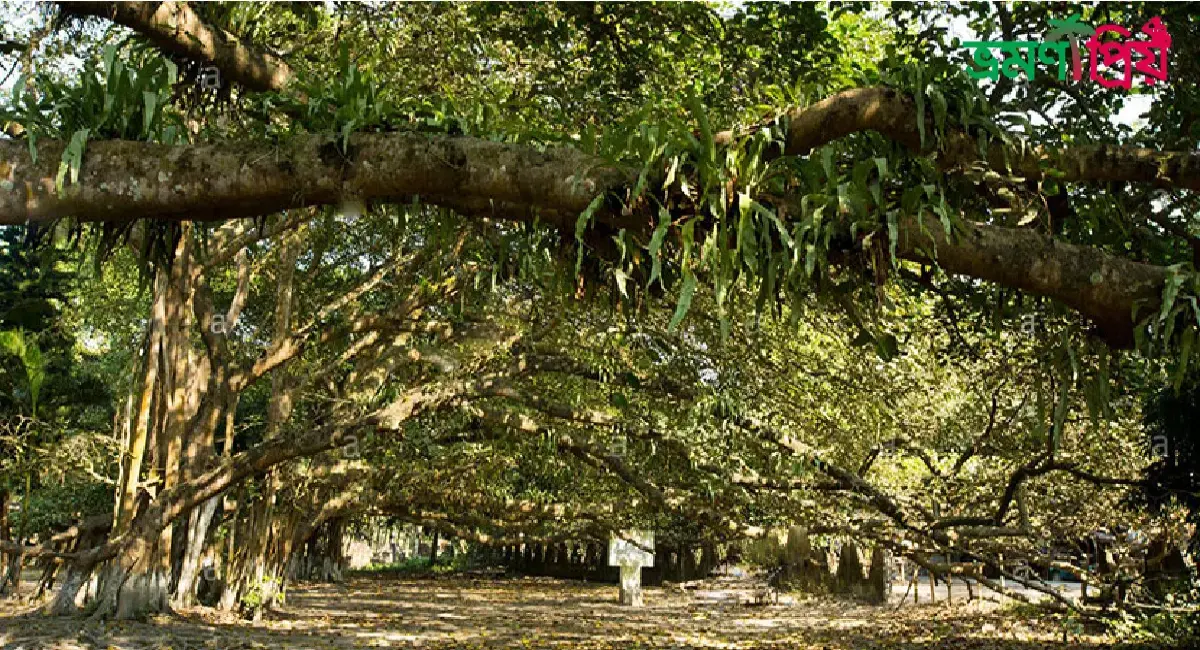 মল্লিকপুরের বটগাছ কিভাবে যাবেন, আসা-যাওয়ার সকল খরচ