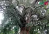 অচিন গাছ