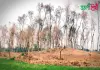 বাবুডাইং