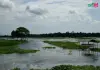 জল ও জঙ্গলের কাব্য