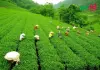 লাক্কাতুরা চা বাগান