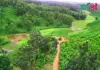 লাউচাপড়া পিকনিক স্পট