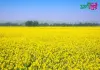 ঝিটকার সরিষা ক্ষেত