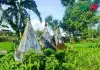 ধর্মপালের গড়