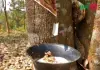 সন্তোষপুর রাবার বাগান