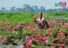 শাপলা গ্রাম, সাতলা