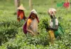 চা বাগান