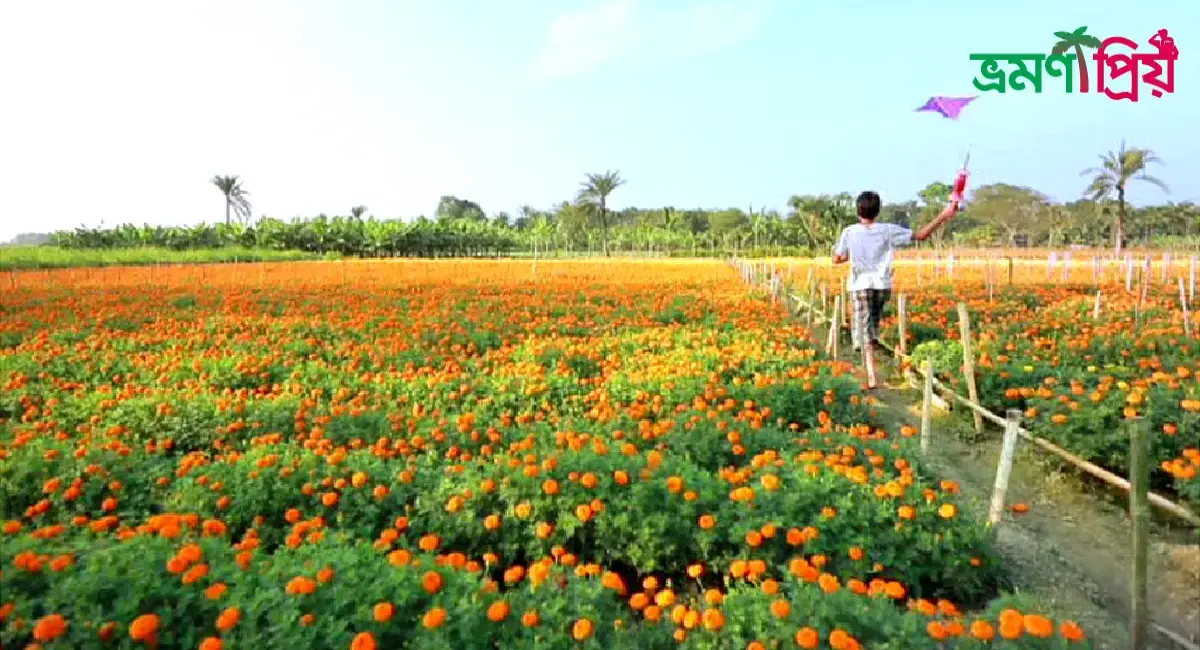 গদখালী ফুলের রাজধানী কিভাবে যাবেন, আসা-যাওয়ার সকল খরচ