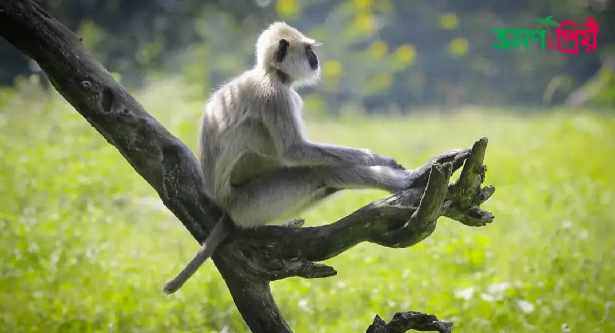 হনুমান গ্রাম – কেশবপুর কিভাবে যাবেন, আসা-যাওয়ার সকল খরচ