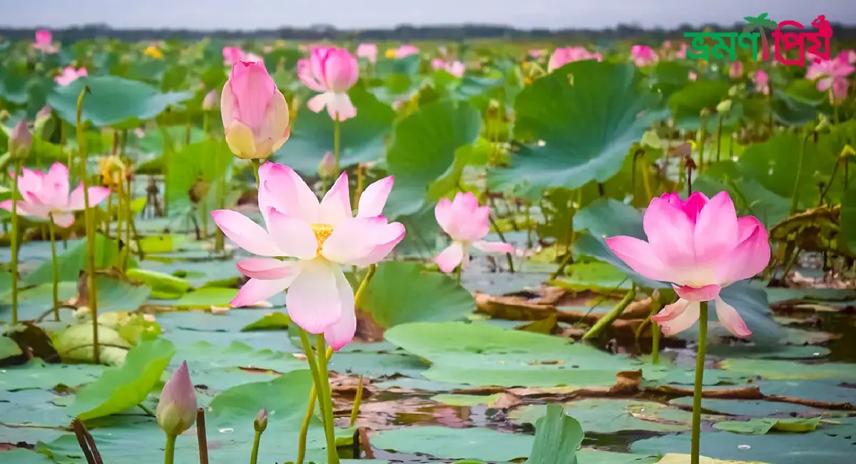 ভূতিয়ার পদ্মবিল কিভাবে যাবেন, আসা-যাওয়ার সকল খরচ-ভ্রমণপ্রিয়