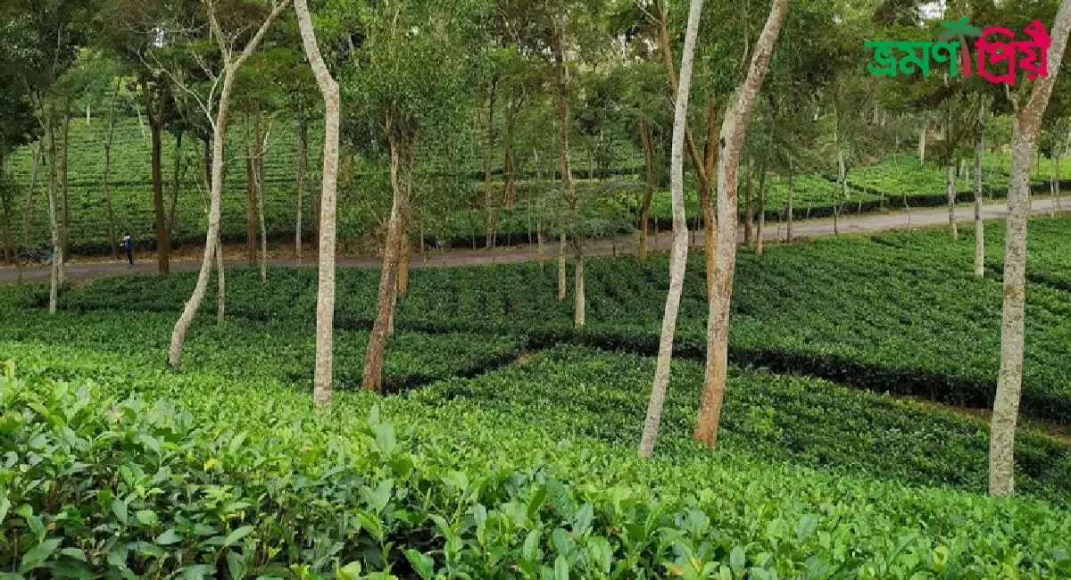 রাঙ্গুনিয়া কোদালা চা বাগান কিভাবে যাবেন, আসা-যাওয়ার খরচ