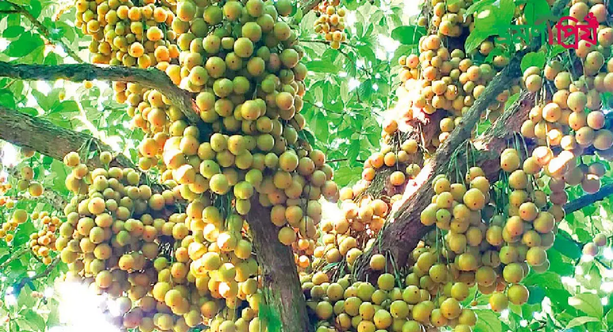 লটকন বাগান থেকে ঘুরে আসুন খুব সহজেই - ভ্রমণপ্রিয়