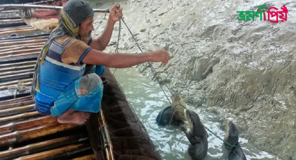 ভোঁদড় দিয়ে মাছ শিকার দেখতে হলে নড়াইল যাইতে হবে, কিভাবে যাবেন