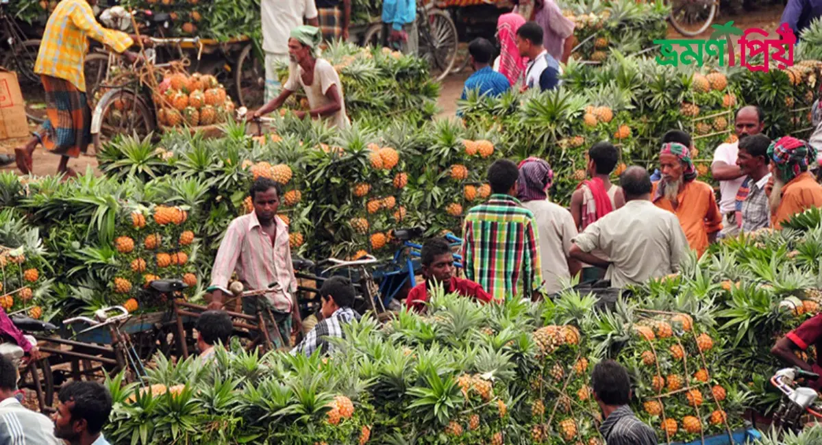 জলছত্র আনারস হাট কিভাবে যাবেন, আসা-যাওয়ার খরচ - ভ্রমণপ্রিয়