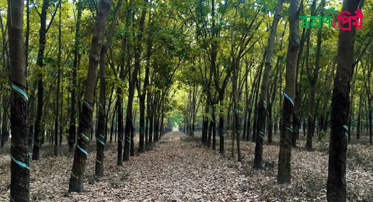 পীরগাছা রাবার বাগান কিভাবে যাবেন, কি দেখবেন সকল তথ্য
