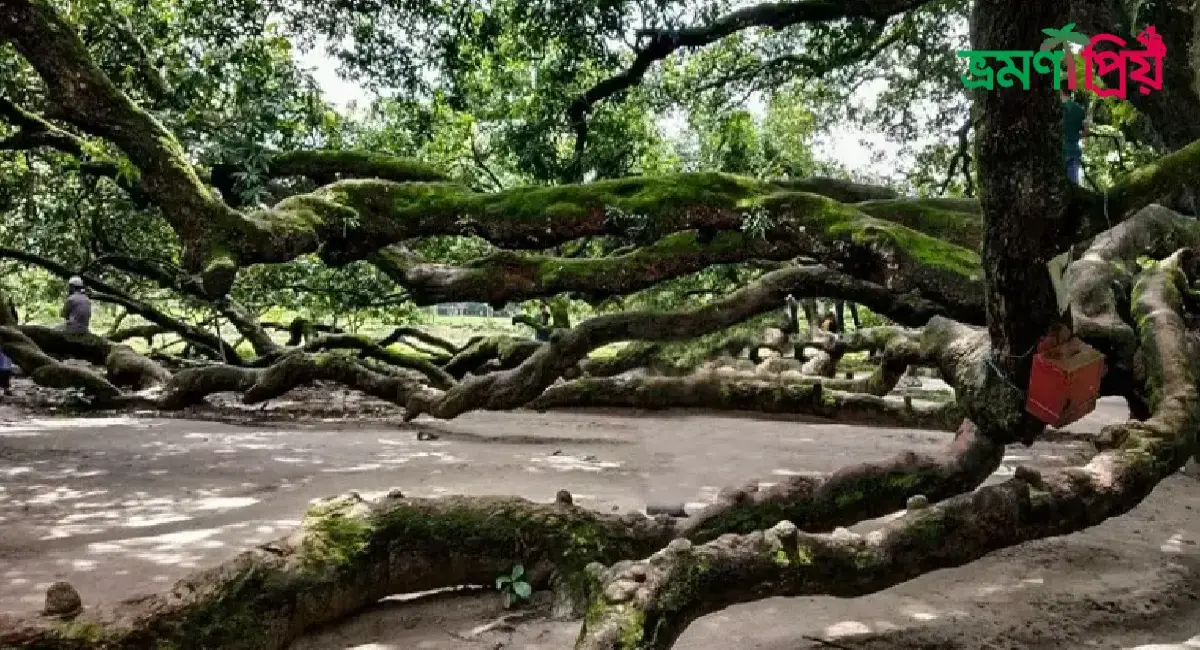 বালিয়াডাঙ্গী সূর্য্যপূরী আমগাছ কিভাবে যাবেন, আসা-যাওয়ার খরচ