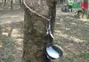 রাবার বাগান, পরশুরাম