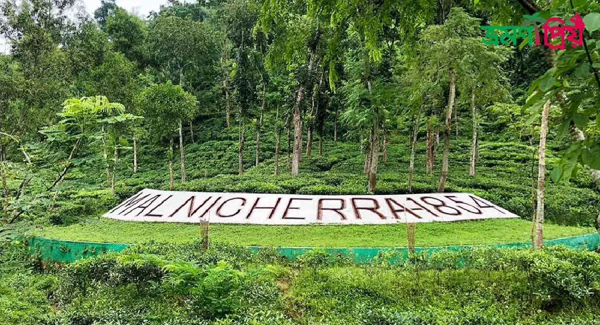 মালনীছড়া চা বাগান কিভাবে যাবেন, যাওয়-আসার সকল খরচ