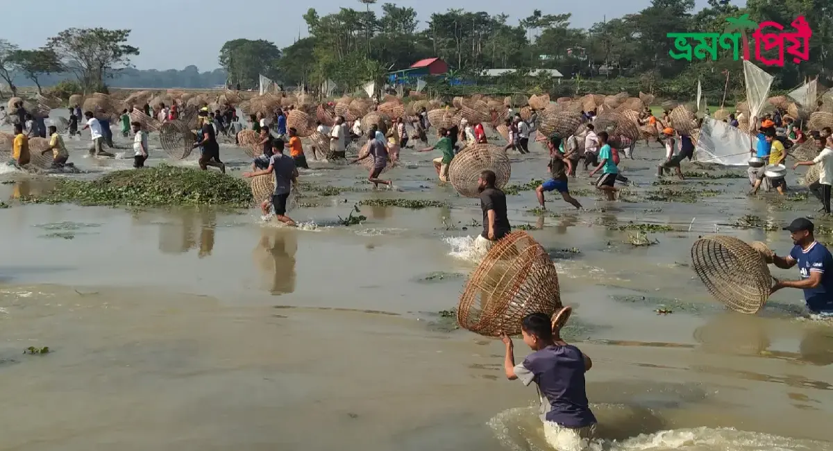 পলো বাইছ উৎসব কিভাবে যাবেন, আসা-যাওয়ার সকল খরচ - ভ্রমণপ্রিয়