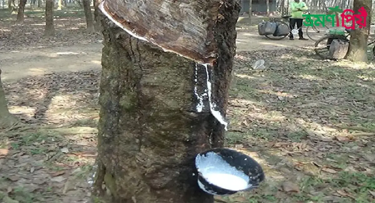 রাবার বাগান, পরশুরাম কিভাবে যাবেন, আসা-যাওয়ার সকল খরচ