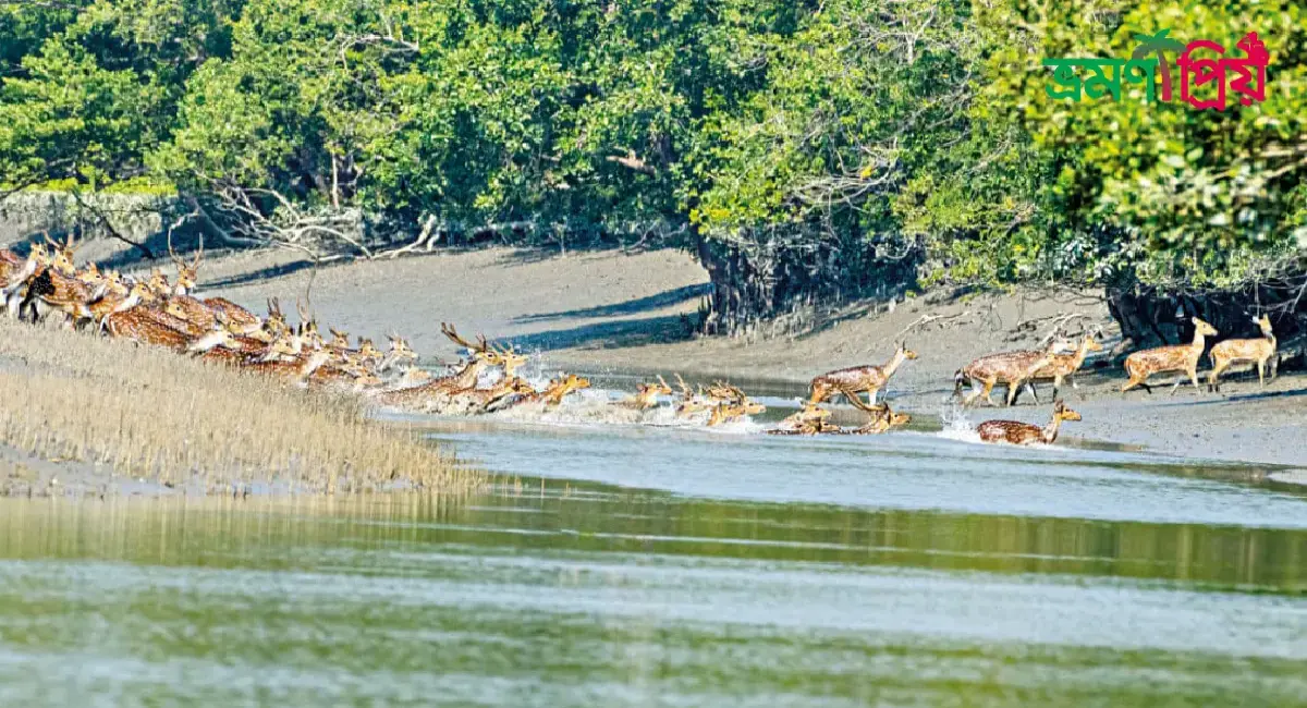 সুন্দরবন কিভাবে যাবেন, কি কি দেখবেন থাকা-খাওয়ার সকল খরচ